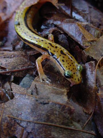 Click to display next picture